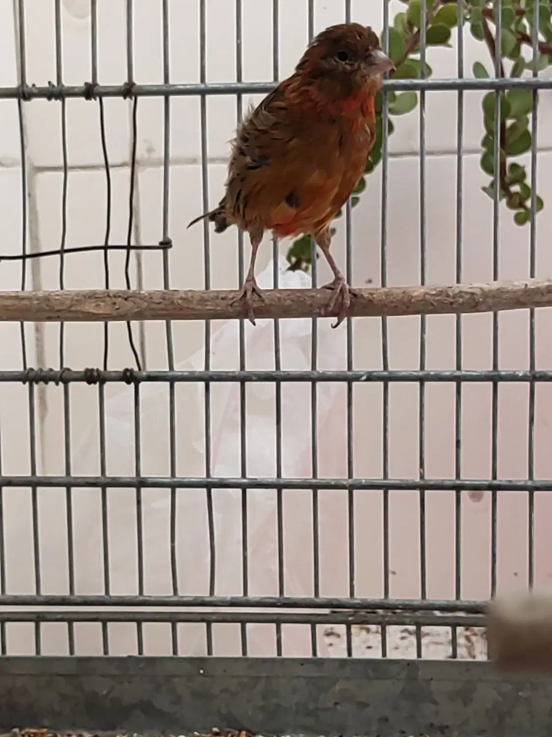 قناری ماده جفتی سهره|پرنده|قدس, شهرقدس|دیوار