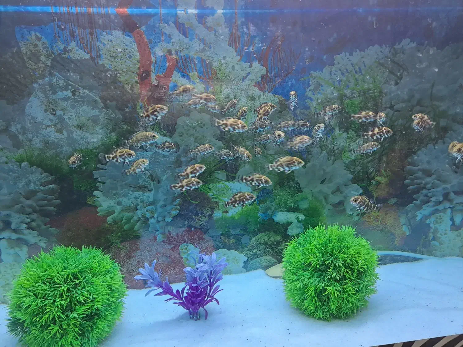 جوجه ماهی اسکار دوبندی|ماهی|دورود, |دیوار