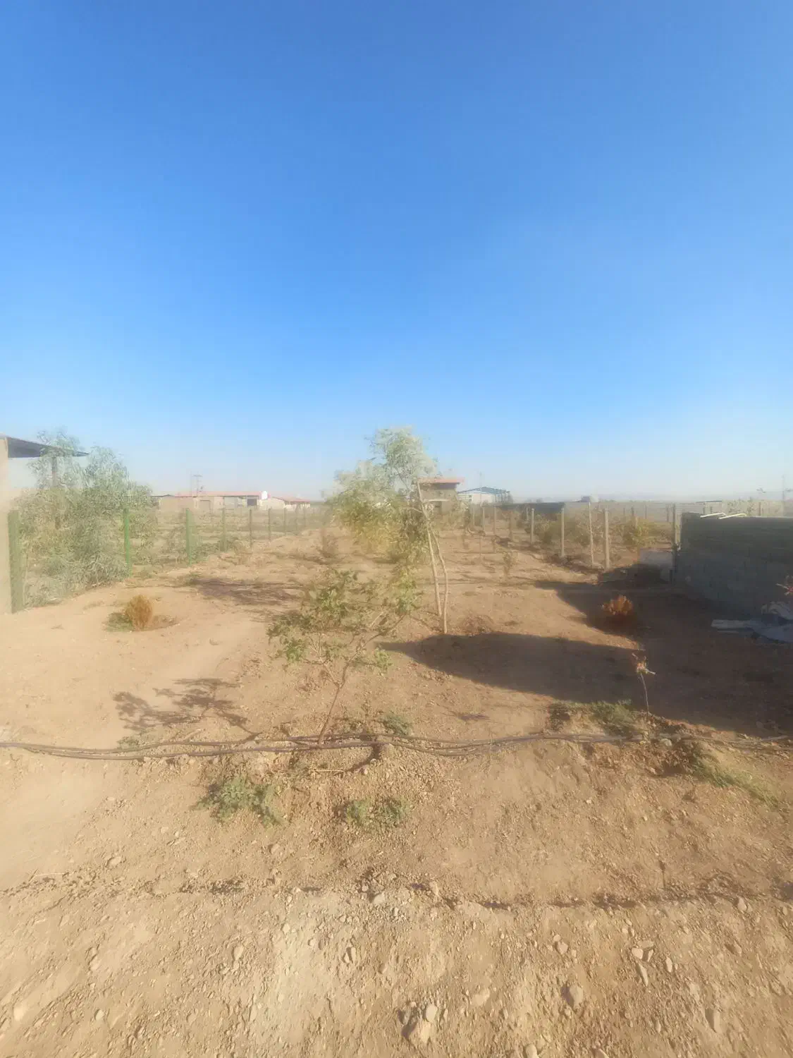 زمین باغ پسته به مساحت 500متر|فروش زمین و ملک کلنگی|شریف‌آباد, |دیوار