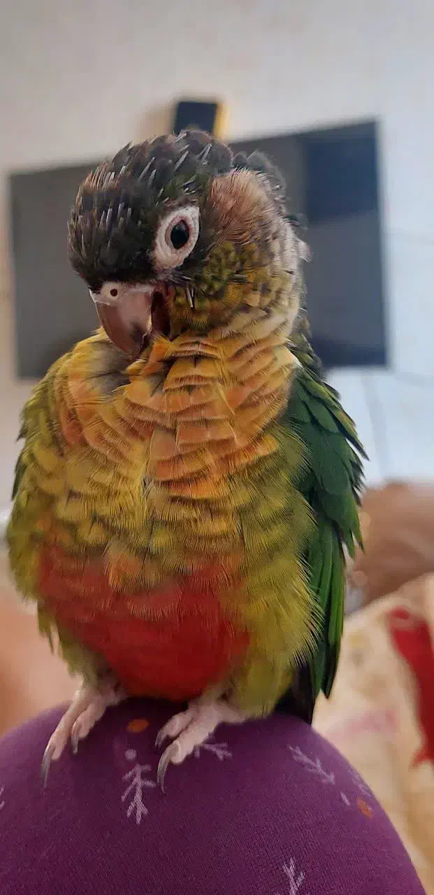 طوطی گرینچیک|پرنده|اهواز, معین زاده|دیوار