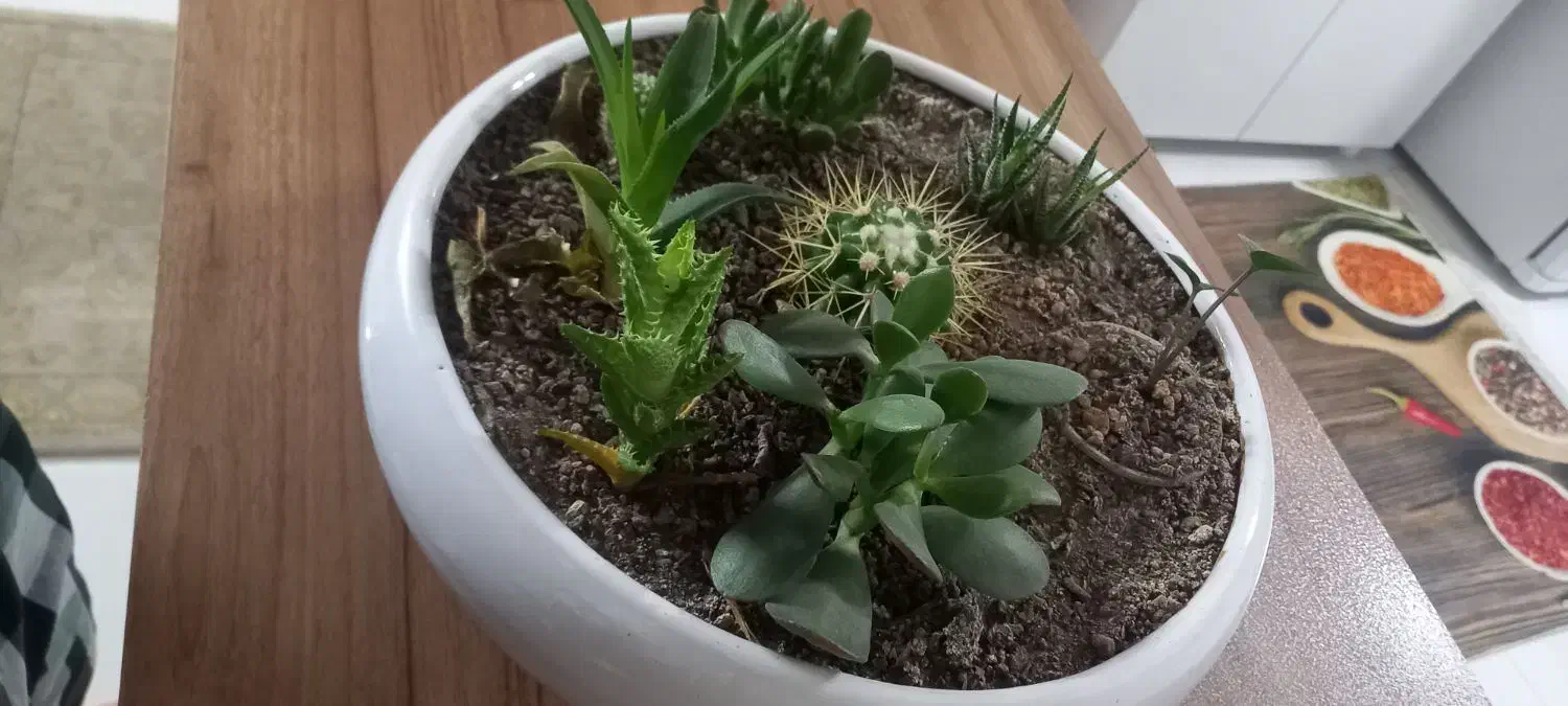 گلدان رومیزی دو عدد|گل و گیاه طبیعی|مشهد, شهرک امام هادی (شهرک غرب)|دیوار