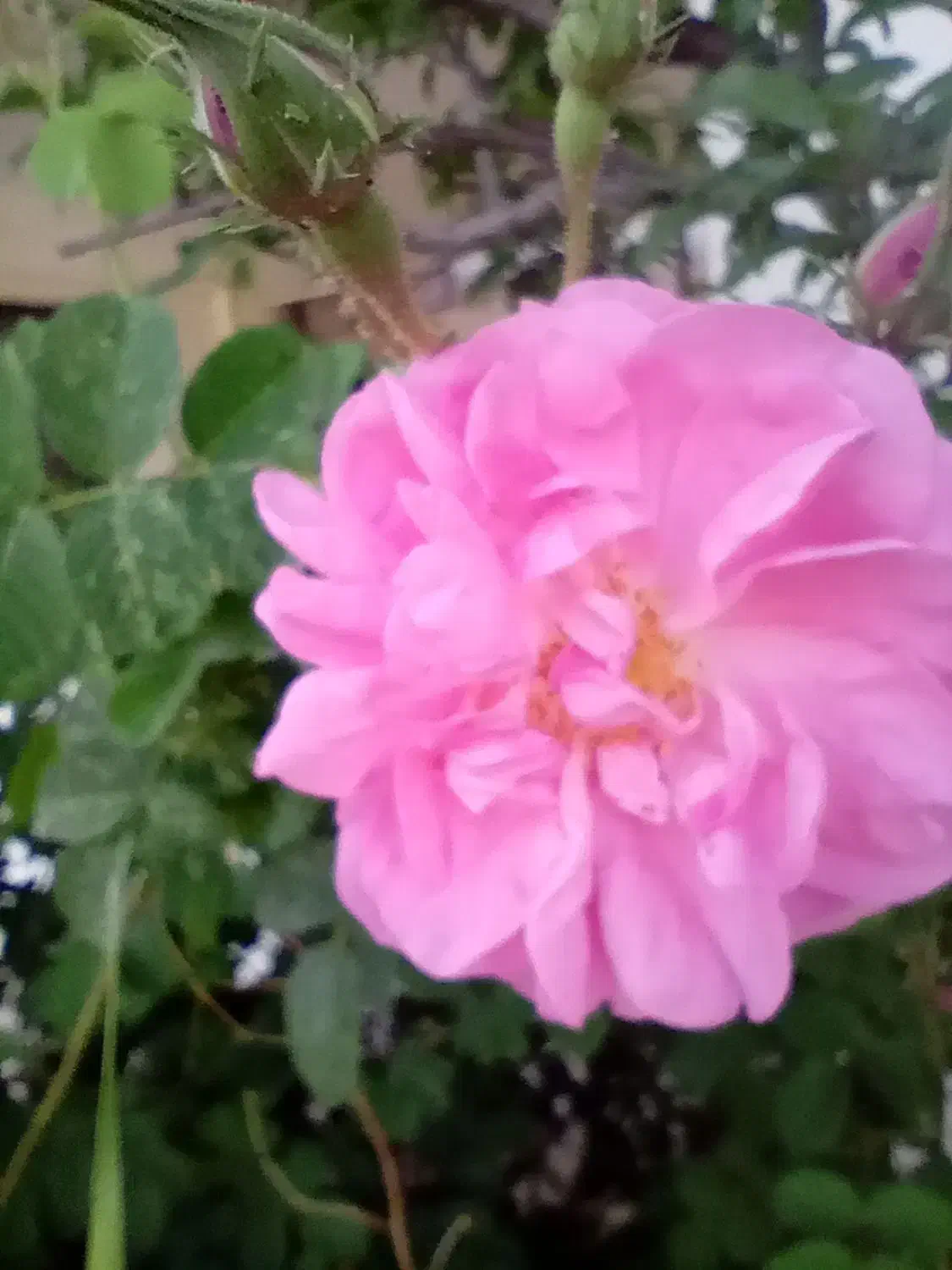 ۲۵۰۰۰متر زمبن برجاده ترانزیت قزوین زنجان|فروش زمین و ملک کلنگی|سلطانیه, |دیوار