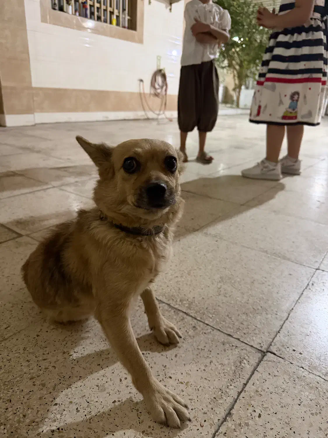 پیدا شده|حیوانات|بندرعباس, |دیوار