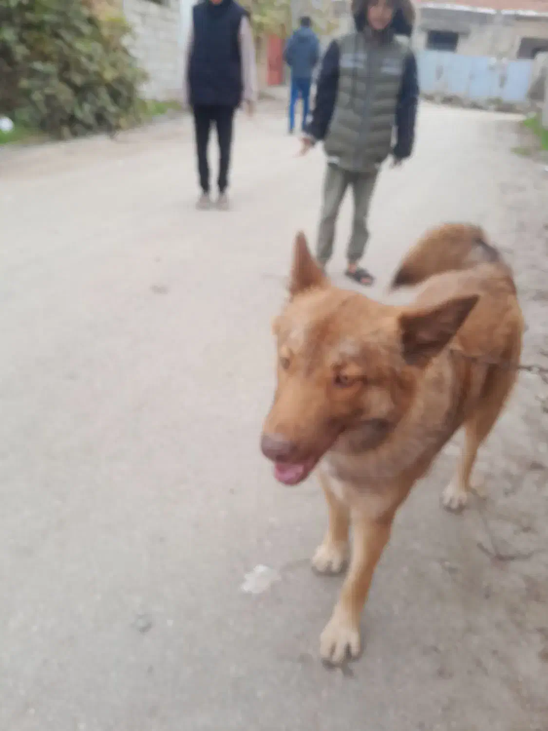 سگ خانگی و دست آموز گم شده|حیوانات|القجر, |دیوار