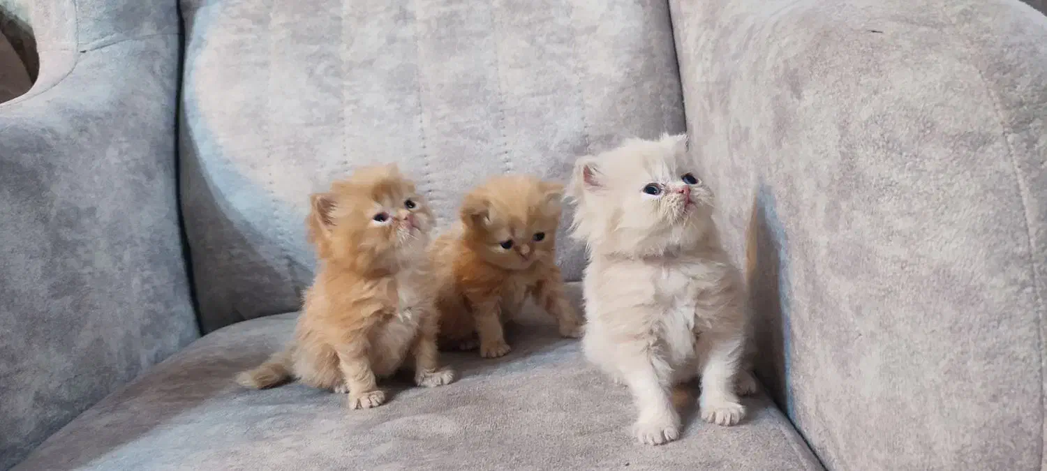 گربه های پرشین و بازیگوش|گربه|تهران, پارک شهر|دیوار