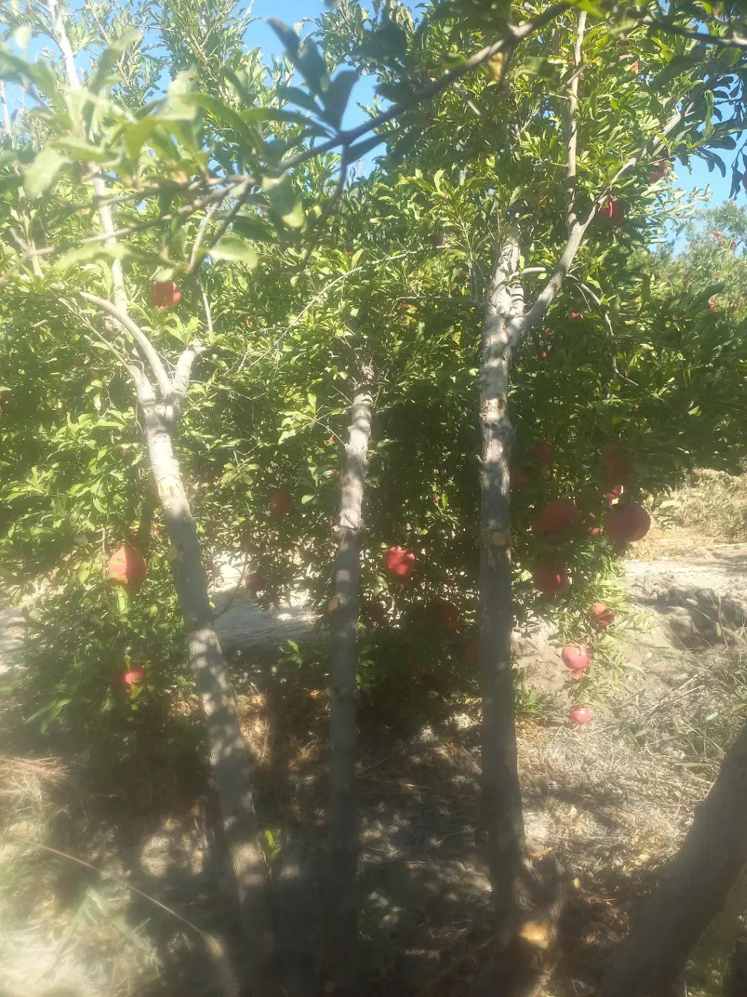 فروش انار|گل و گیاه طبیعی|کوهنانی, |دیوار