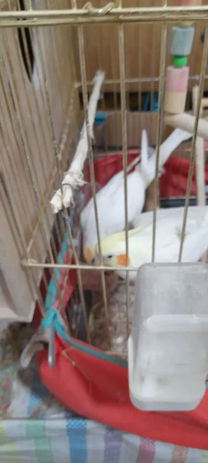 جفت عروس لوتینو رویه تخم|پرنده|صحنه, |دیوار