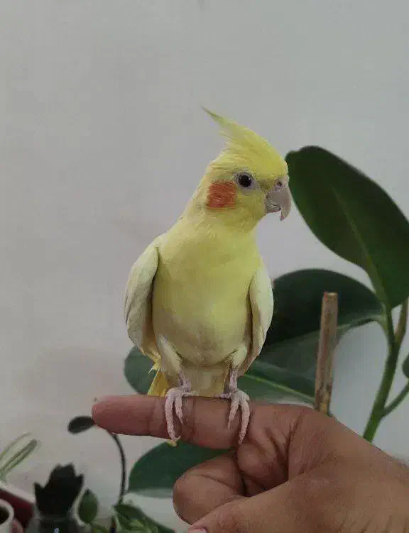 عروس هلندی و تازه دون خور لوتینو|پرنده|قم, نوبهار|دیوار