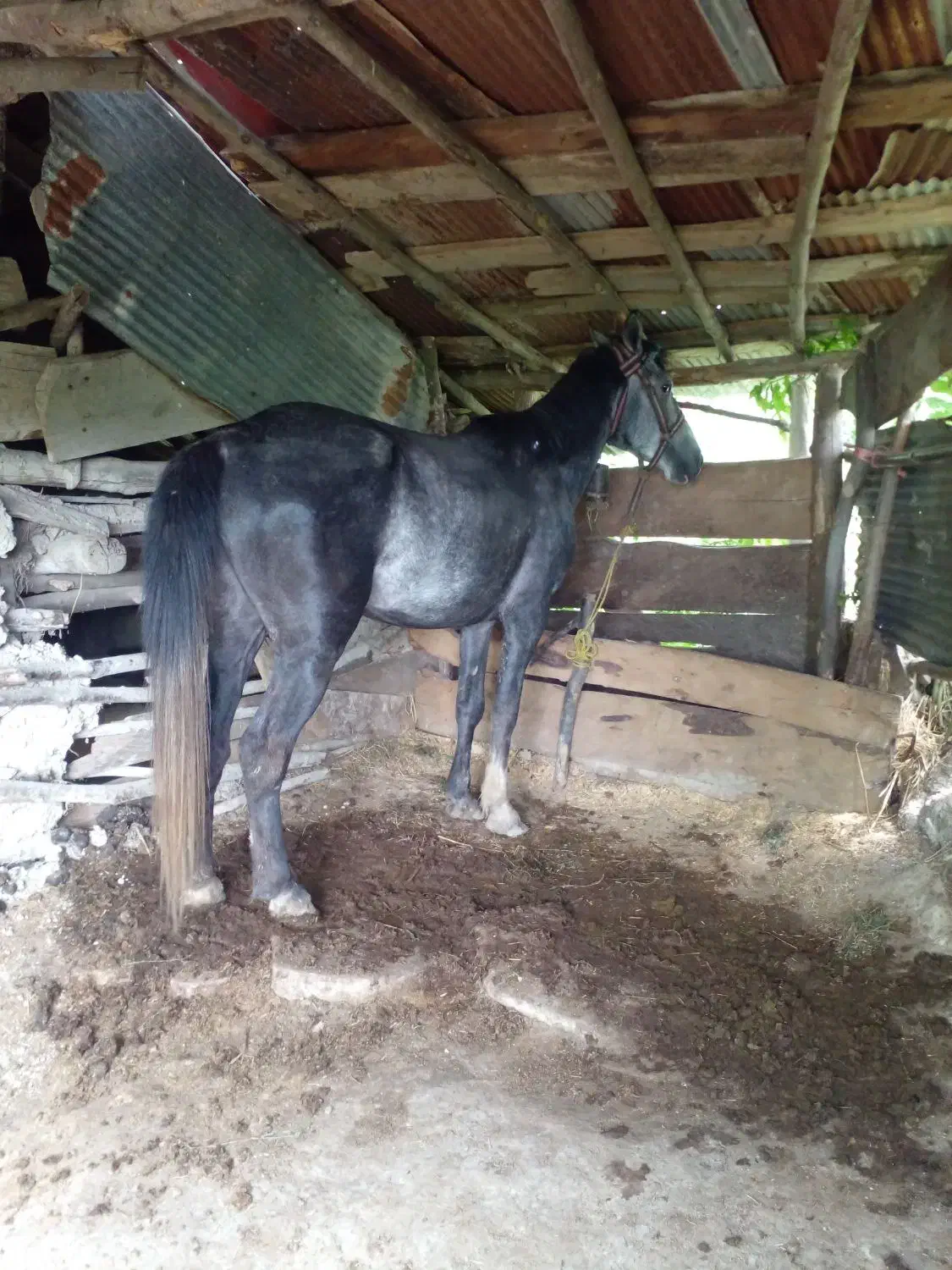 اسب سواری و باری|اسب و تجهیزات اسبسواری|لاهیجان, لیل|دیوار