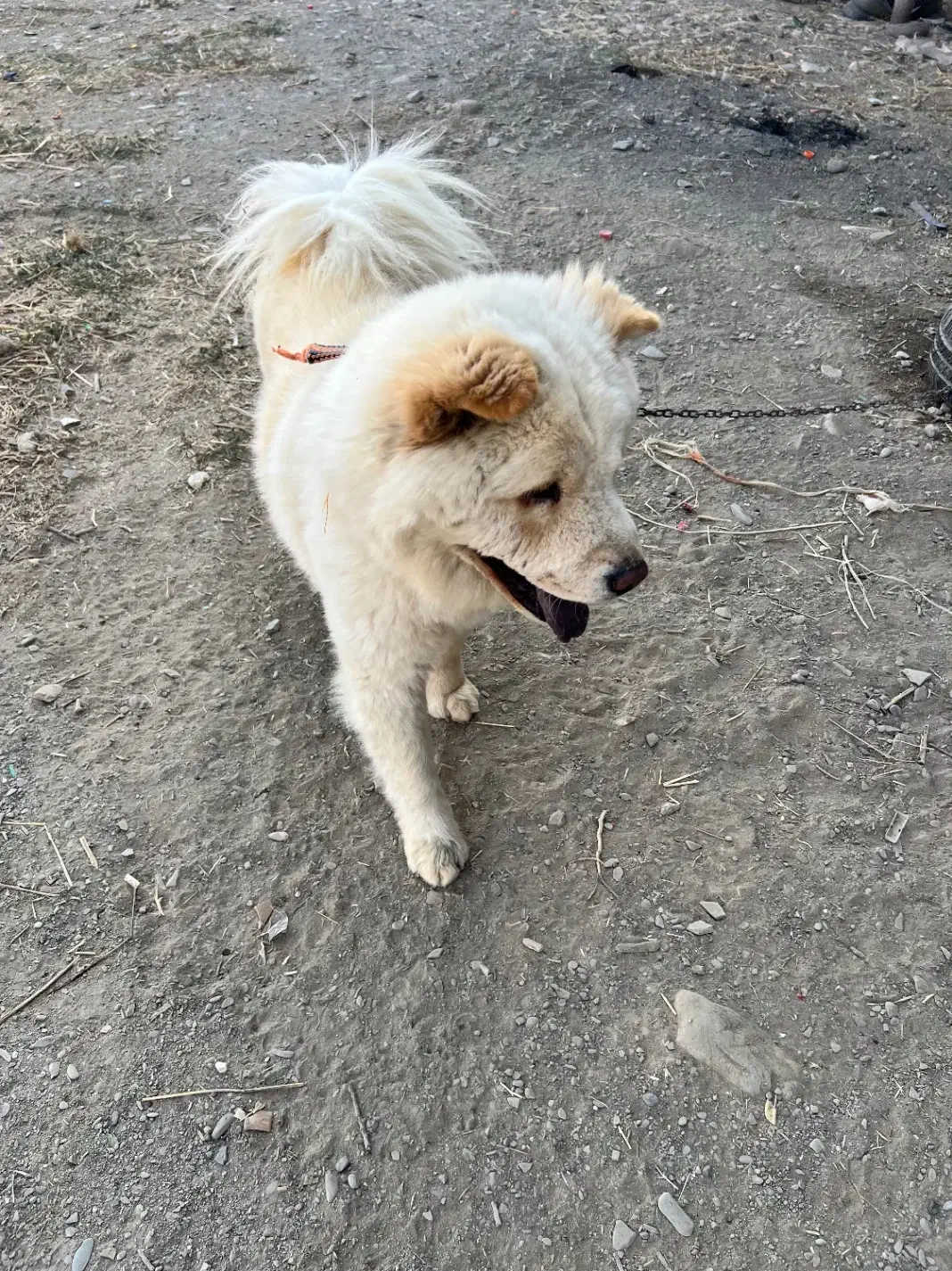 سگ چاو چاو 3ساله نر ۱۰میلیون قیمت|سگ|مشهد, میان ولایت|دیوار