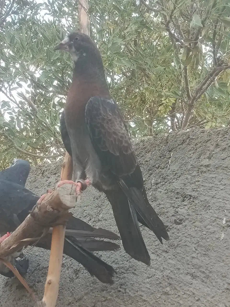 پرش . ابادانی . زاغ و سبز و ابری|پرنده|گلپایگان, |دیوار