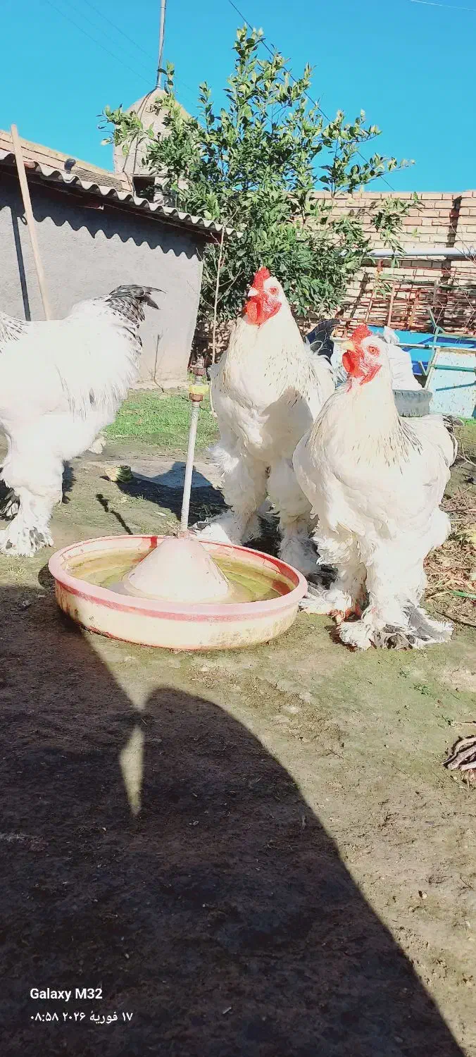 برهما|حیوانات مزرعه|سیمین شهر, |دیوار