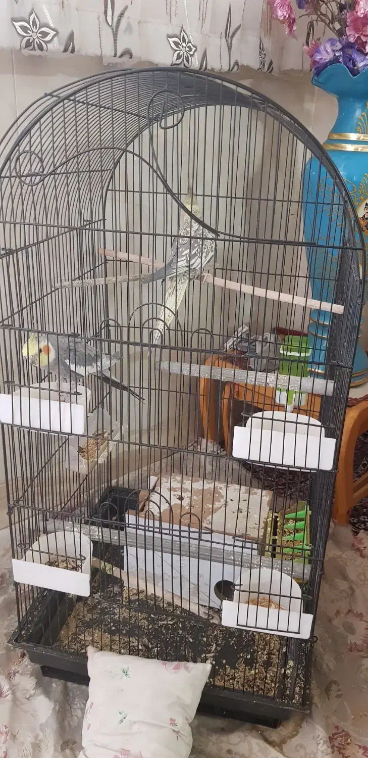 عروس هلندی|پرنده|قم, قلعه کامکار|دیوار