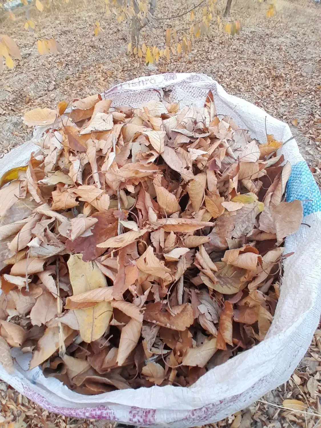 برگ درخت|گل و گیاه طبیعی|بجنورد, |دیوار