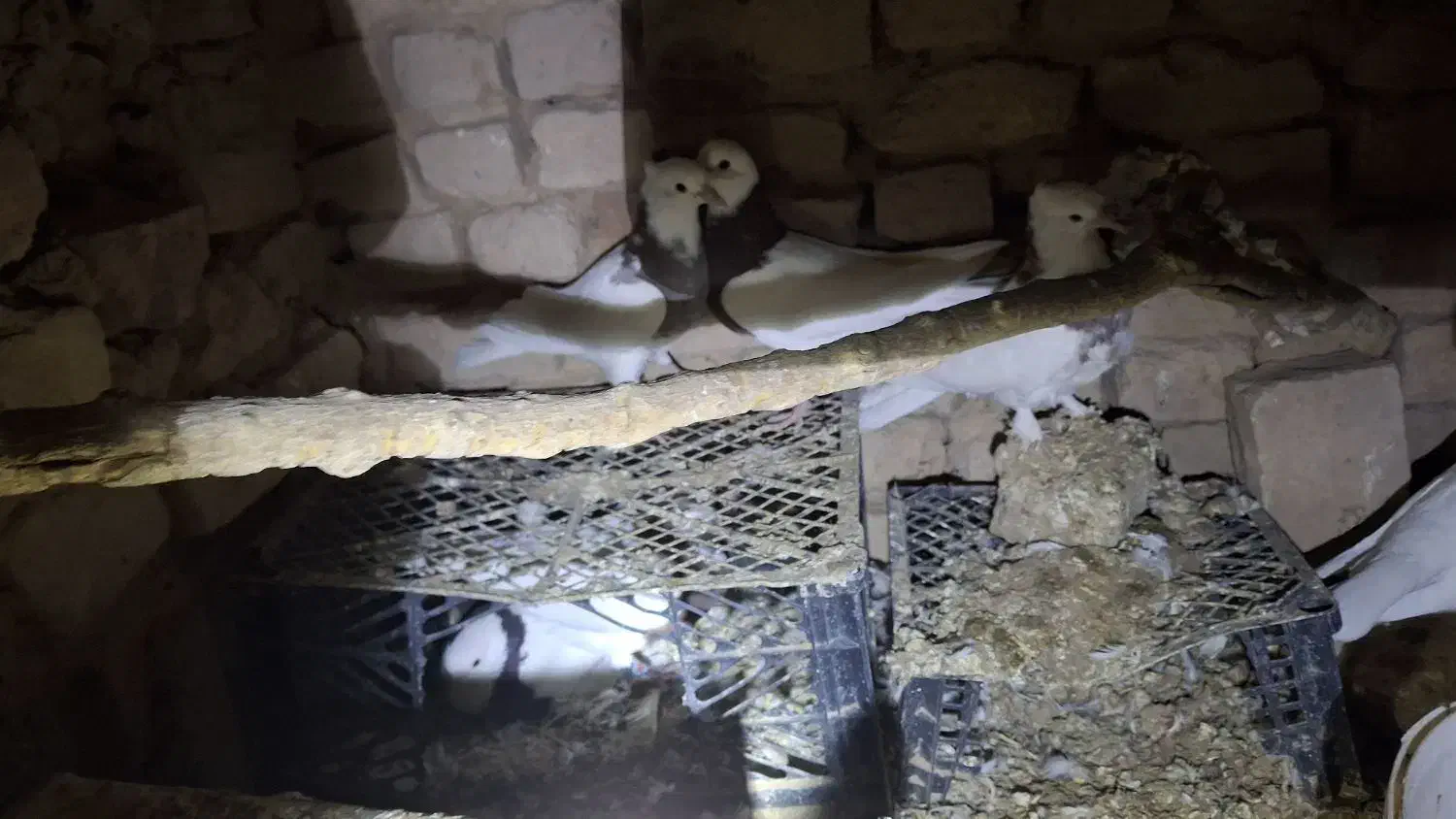 کفتر طوقی پاک|پرنده|قائن, |دیوار