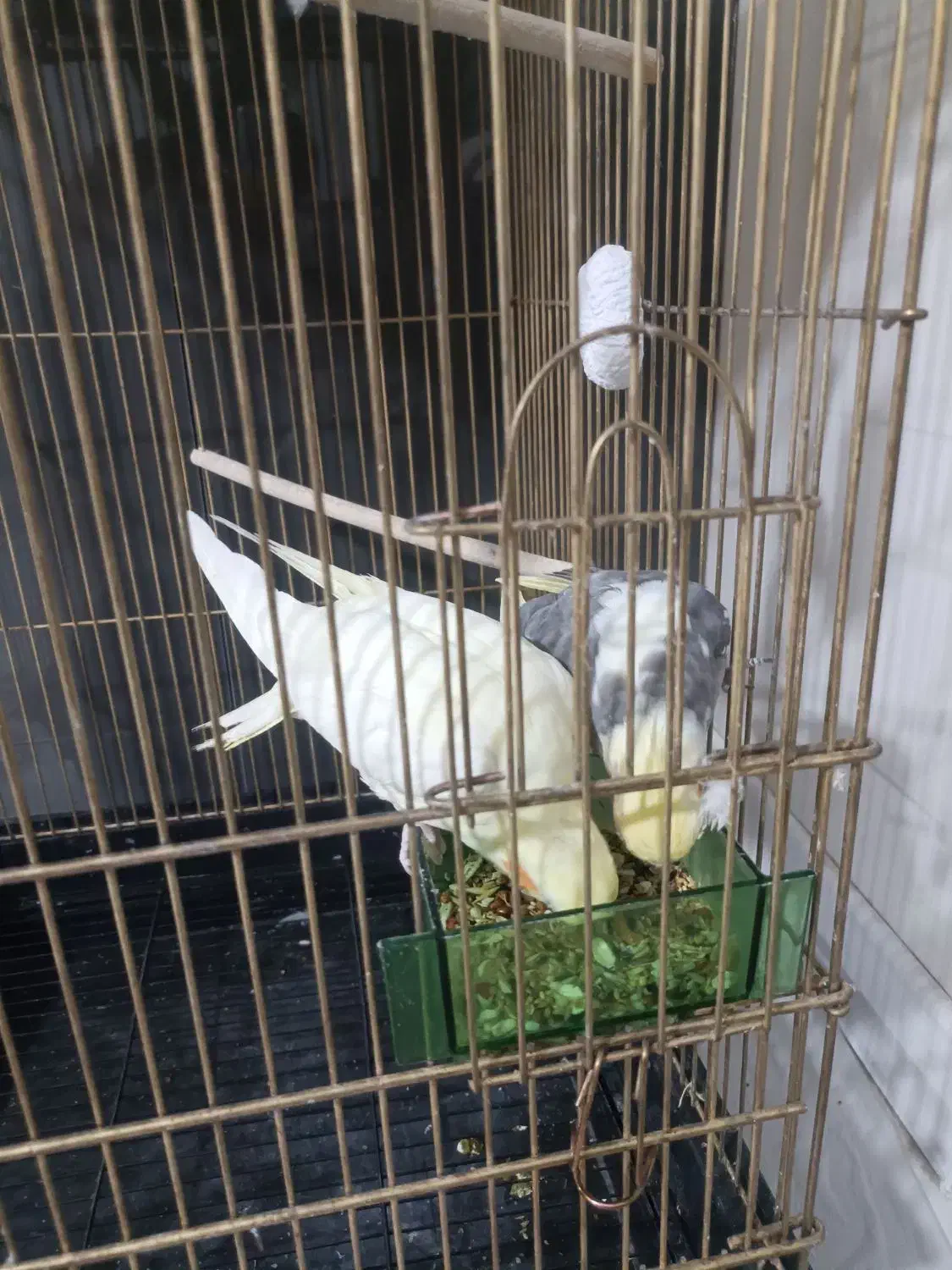 عروس هلندی مولد|پرنده|شاهین‌شهر, خانه کارگر|دیوار