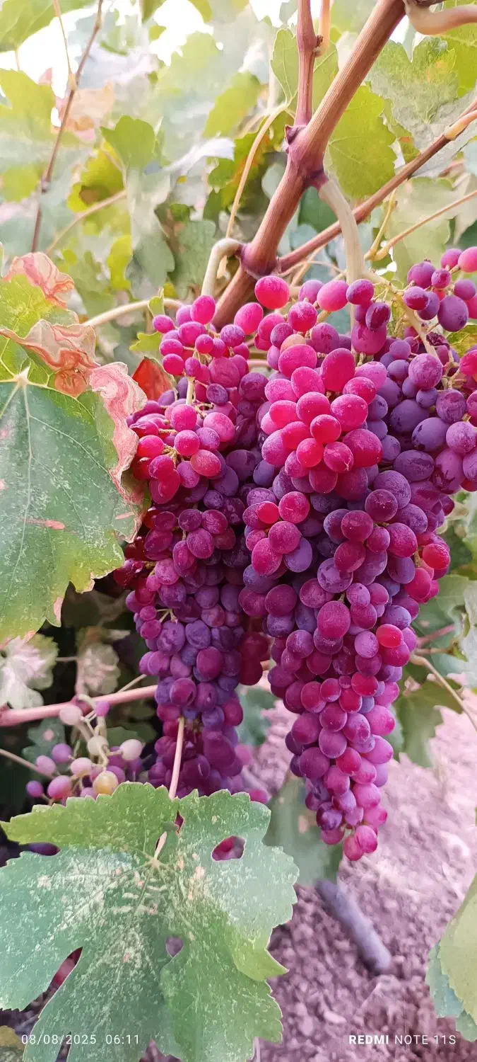 باغ فروشی|فروش دفتر صنعتی، کشاورزی، تجاری|زرنه, |دیوار