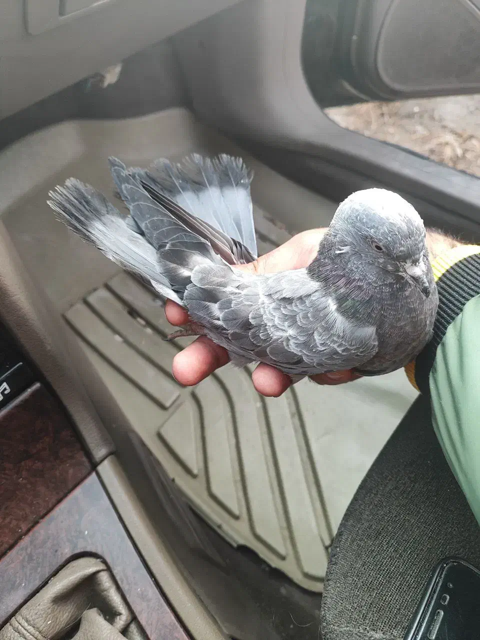 کبوتر گرفتنی|پرنده|نقده, |دیوار