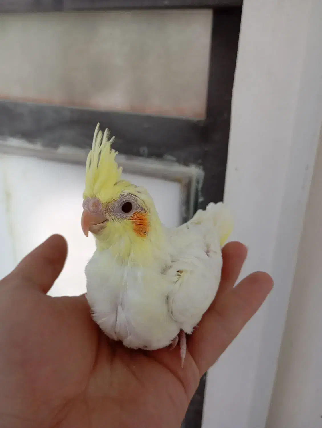 فروش عروس هلندی سرلاکی|پرنده|شاهین‌شهر, فدک|دیوار