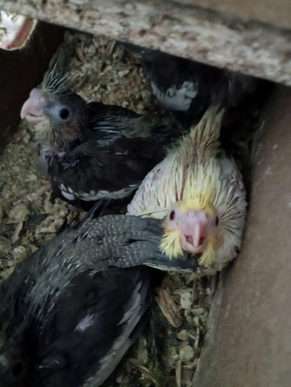 عروس هلندی|پرنده|میان جلگه, |دیوار