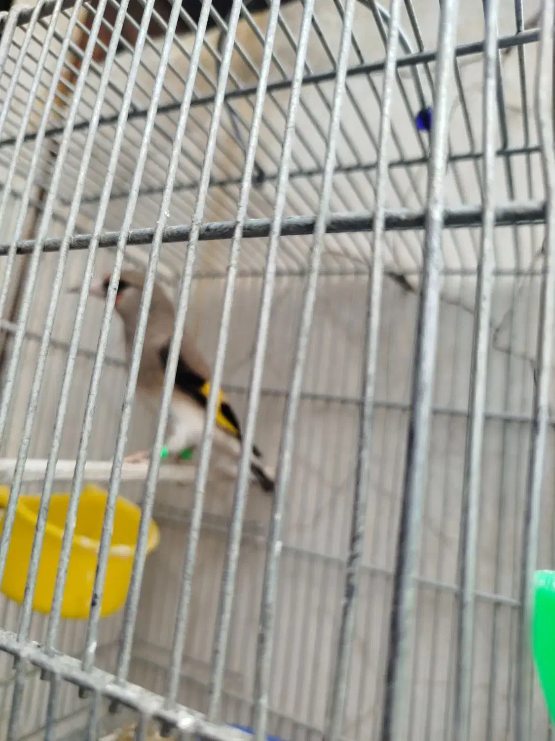 سهره|پرنده|کرمان, |دیوار