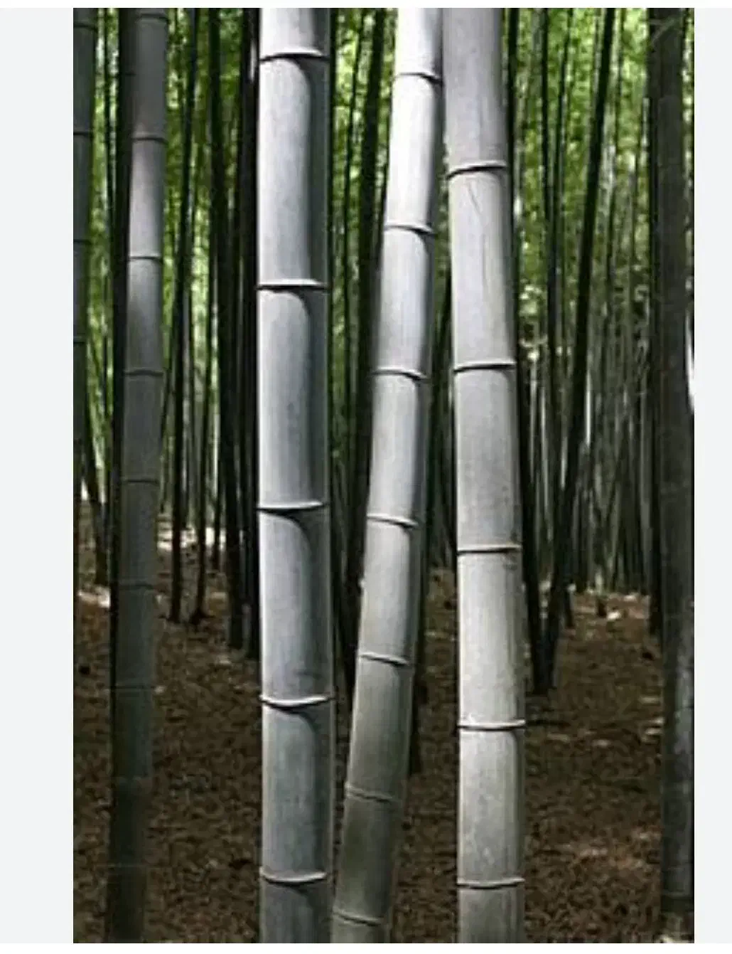 فروش نی سفت وبسیارمحکم|مصالح و تجهیزات ساختمان|خوشاب, |دیوار