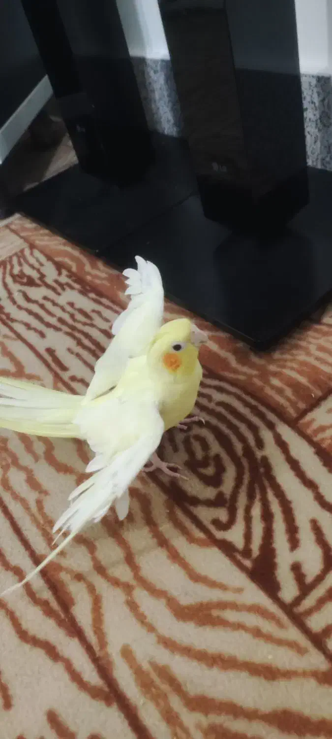 عروس هلندی ماده|پرنده|شیروان (خراسان), |دیوار