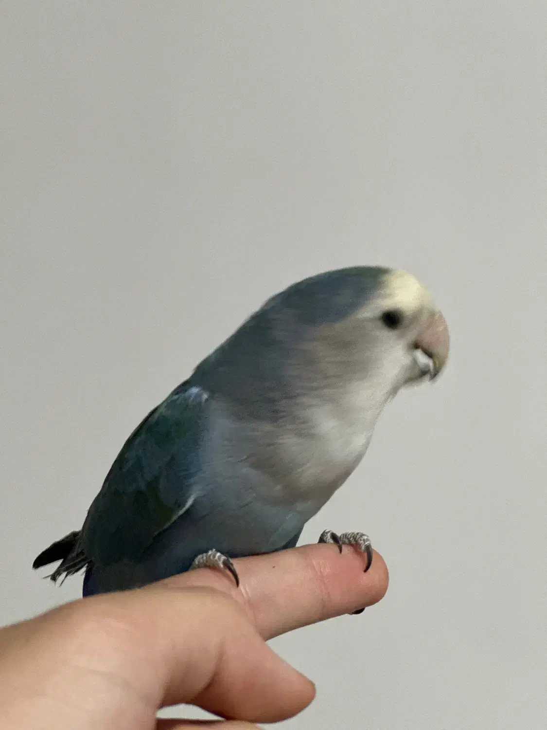 طوطی برزیلی جفت(دستی)|پرنده|جوانرود, |دیوار