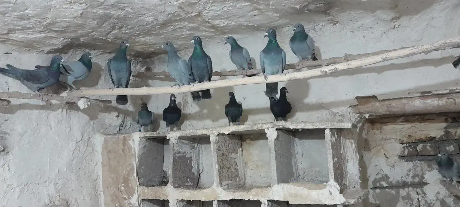 کبوتر  مسا فتی|پرنده|چگنی, |دیوار