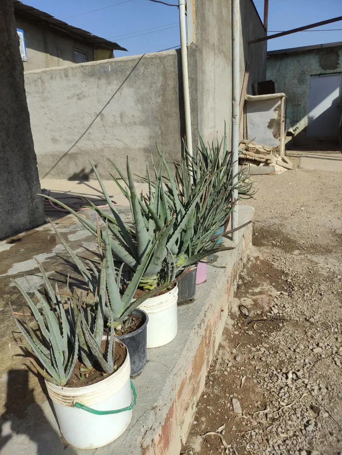 گل آلورا|گل و گیاه طبیعی|محمدیه-قزوین, |دیوار