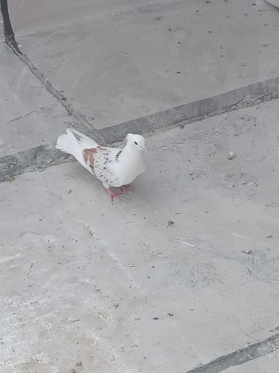 چهار عدد شازده هما|پرنده|بروجرد, |دیوار