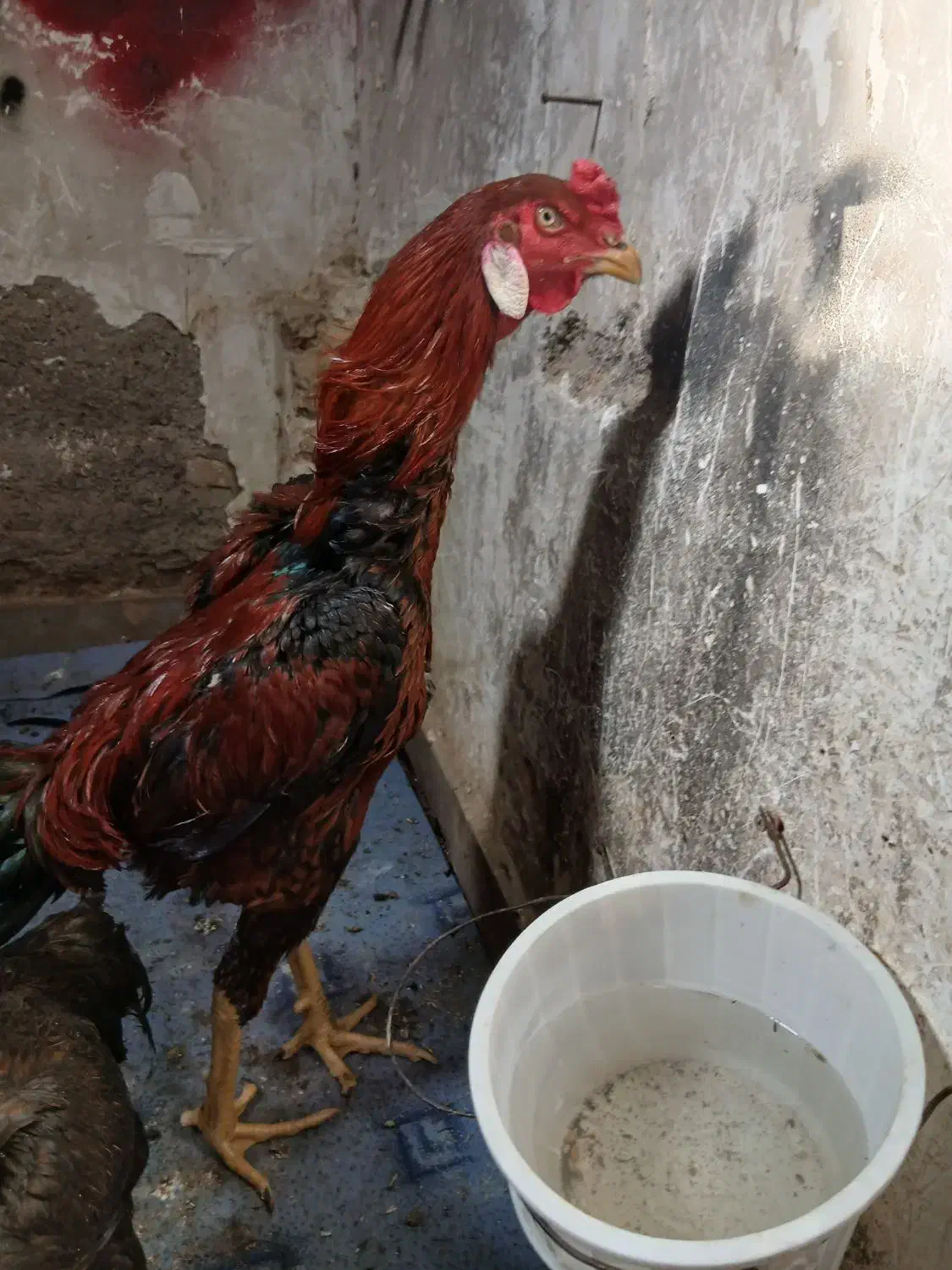 تخم نطفه دار|حیوانات مزرعه|محمدشهر, همایون ویلا|دیوار