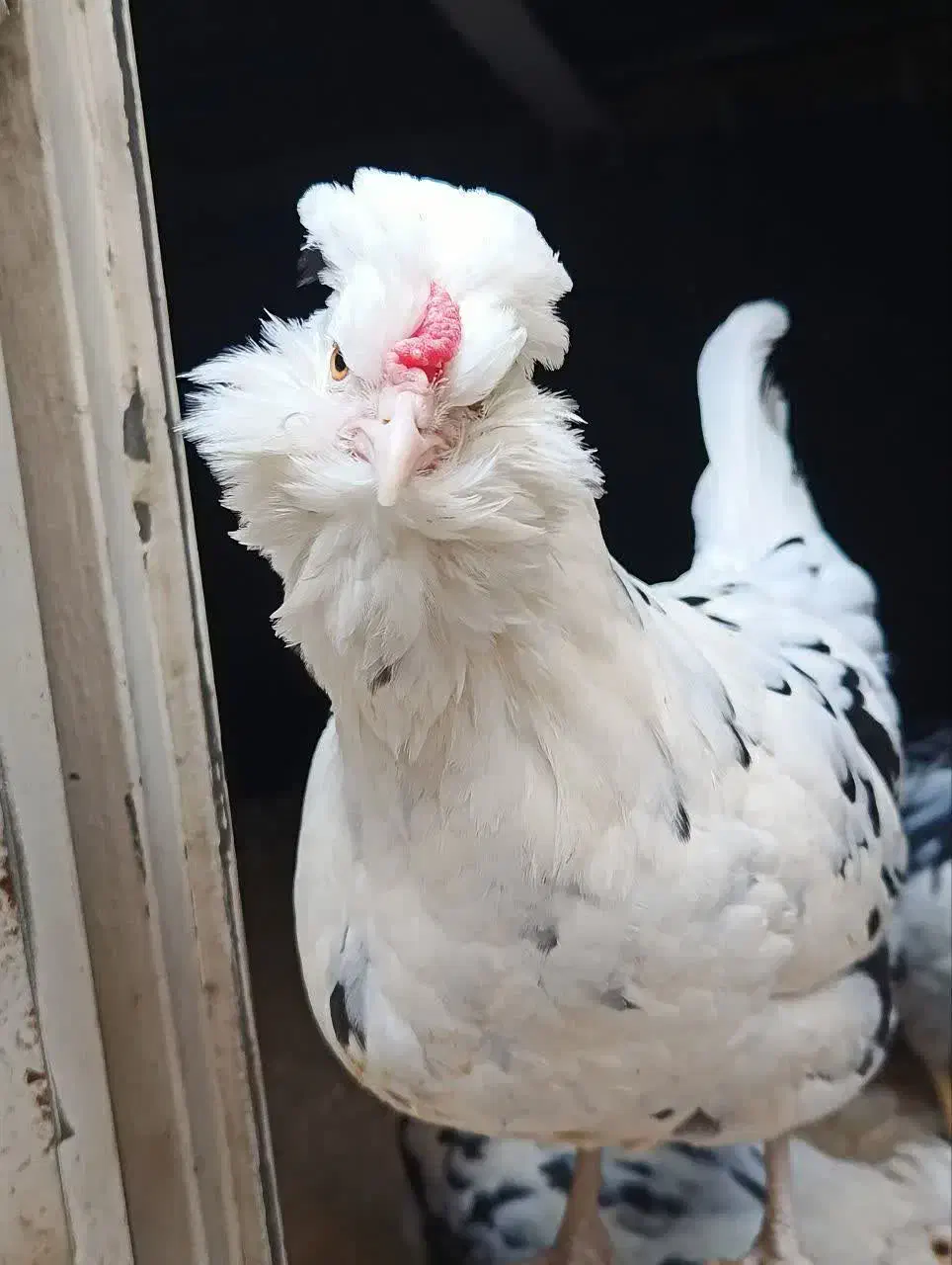 جوجه گلین پنگوئنی(ریش منگوله ای)|حیوانات مزرعه|هشتگرد, خور|دیوار