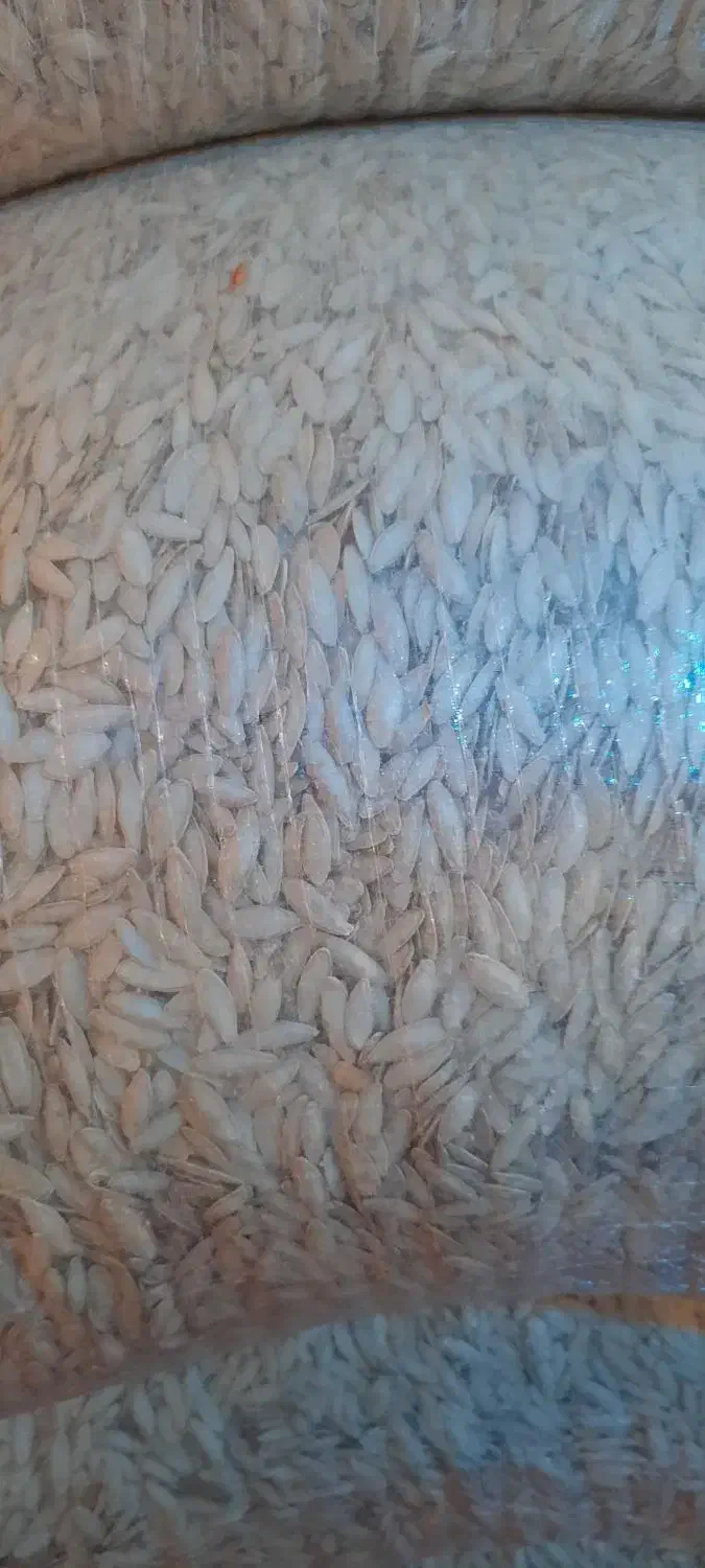 تخم کدو(زبان ماری)|عمده‌فروشی|سده (فارس), |دیوار