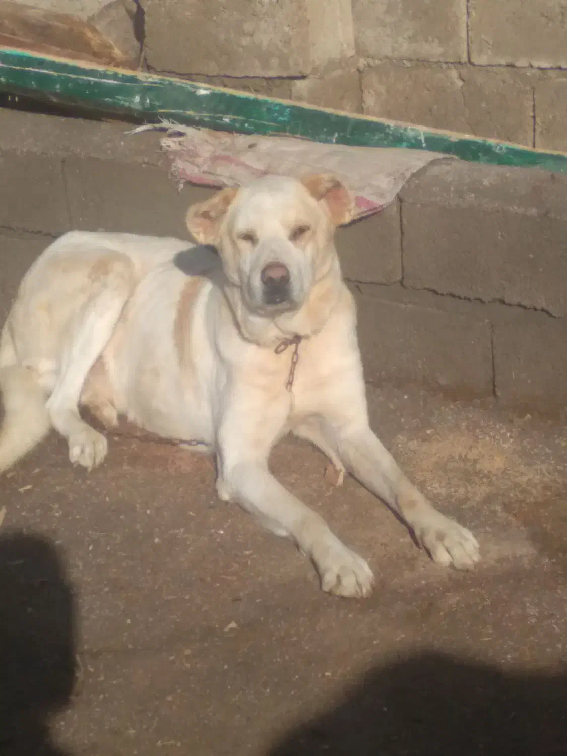 سگ گوسفندی|سگ|کشاورز, |دیوار