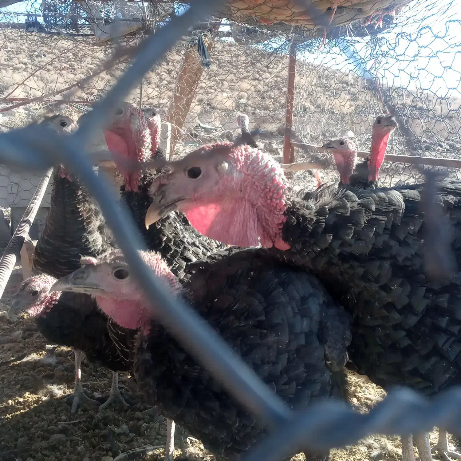 بوقلمون ماده ونر محلی|حیوانات مزرعه|تفتان, |دیوار