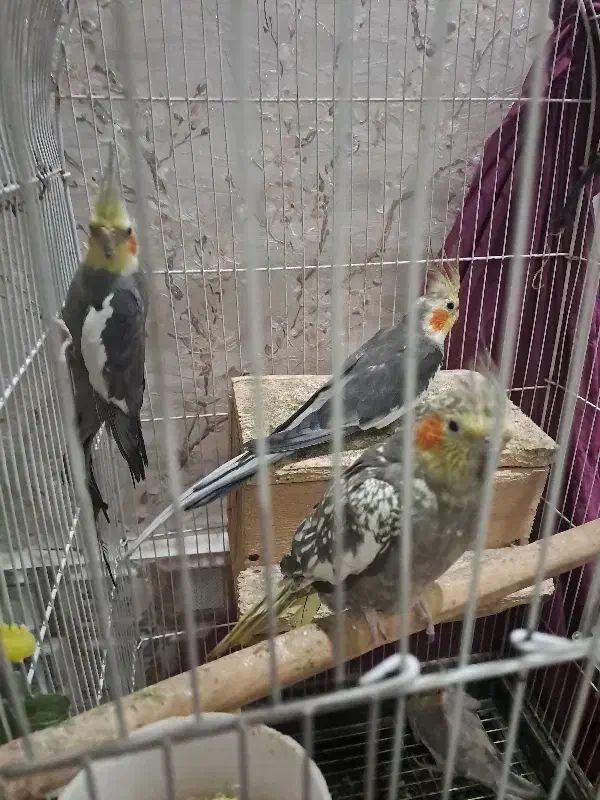 عروس هلندی|پرنده|آستانه اشرفیه, |دیوار