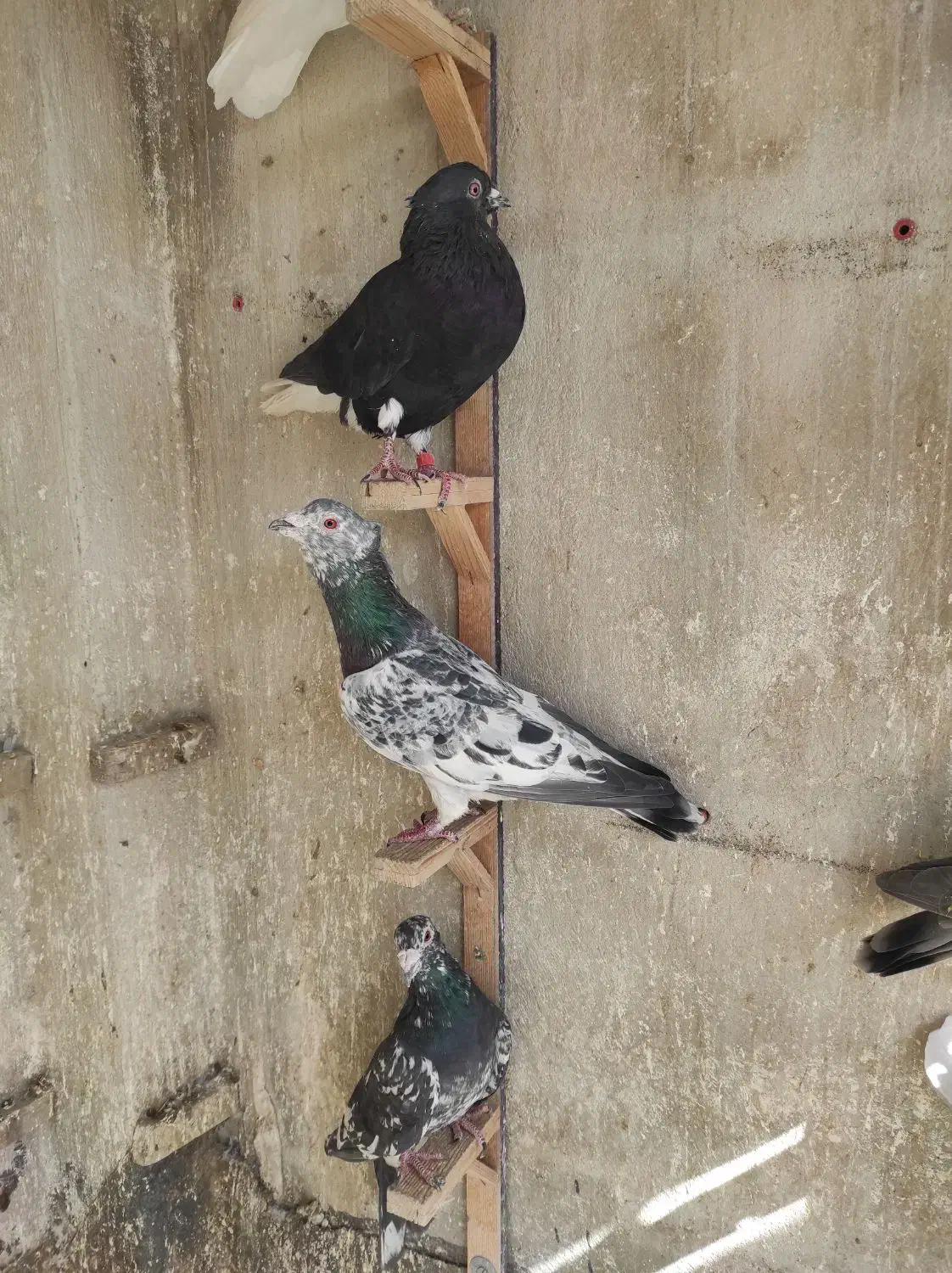 سار کاکلی عطیقه.کلاغ نواری کاکلی ماده.موشی برفی|پرنده|مشهد, عبادی|دیوار