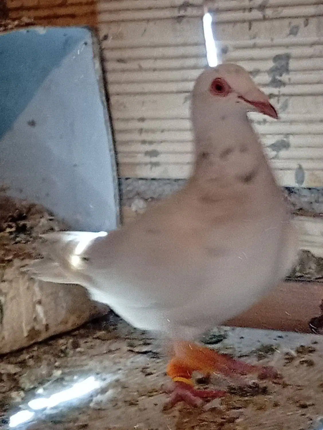 کفتر|پرنده|محمدیه-قزوین, |دیوار