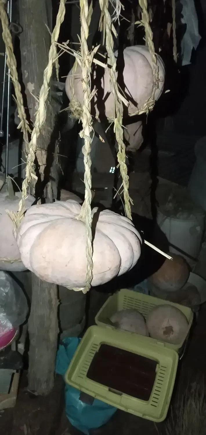 کدو کامل شیرین وارگانیک|خوردنی و آشامیدنی|رشت, آزادگان|دیوار