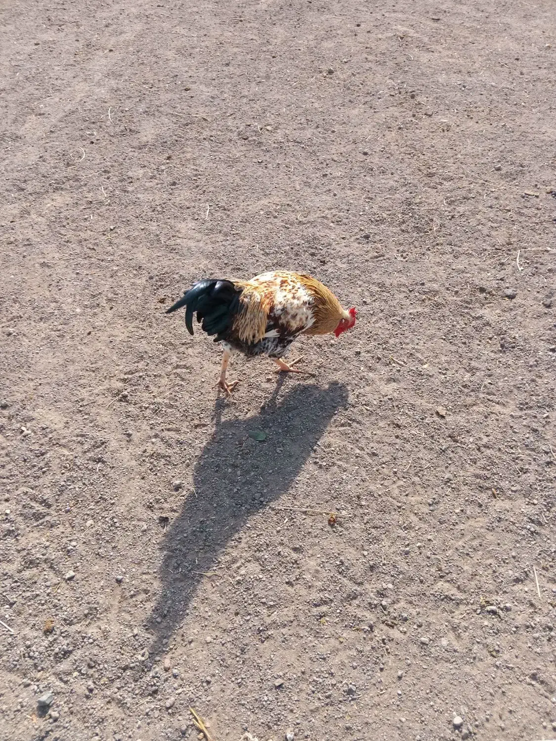 خروس|حیوانات مزرعه|هیر, |دیوار