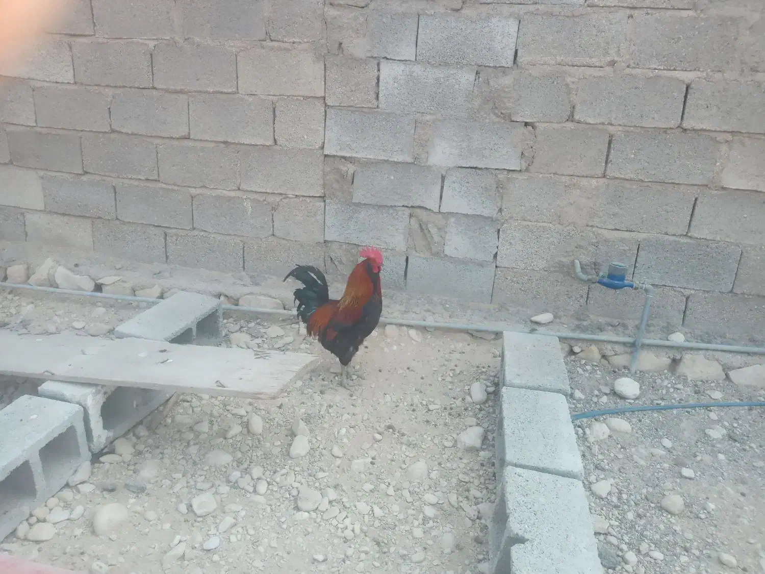 خروس برای فروش|حیوانات مزرعه|آبدان, |دیوار