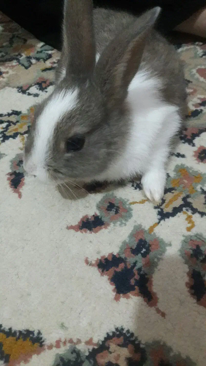 خرگوش بازیگوش و زیبا|موش و خرگوش|سبزوار, توحیدشهر|دیوار