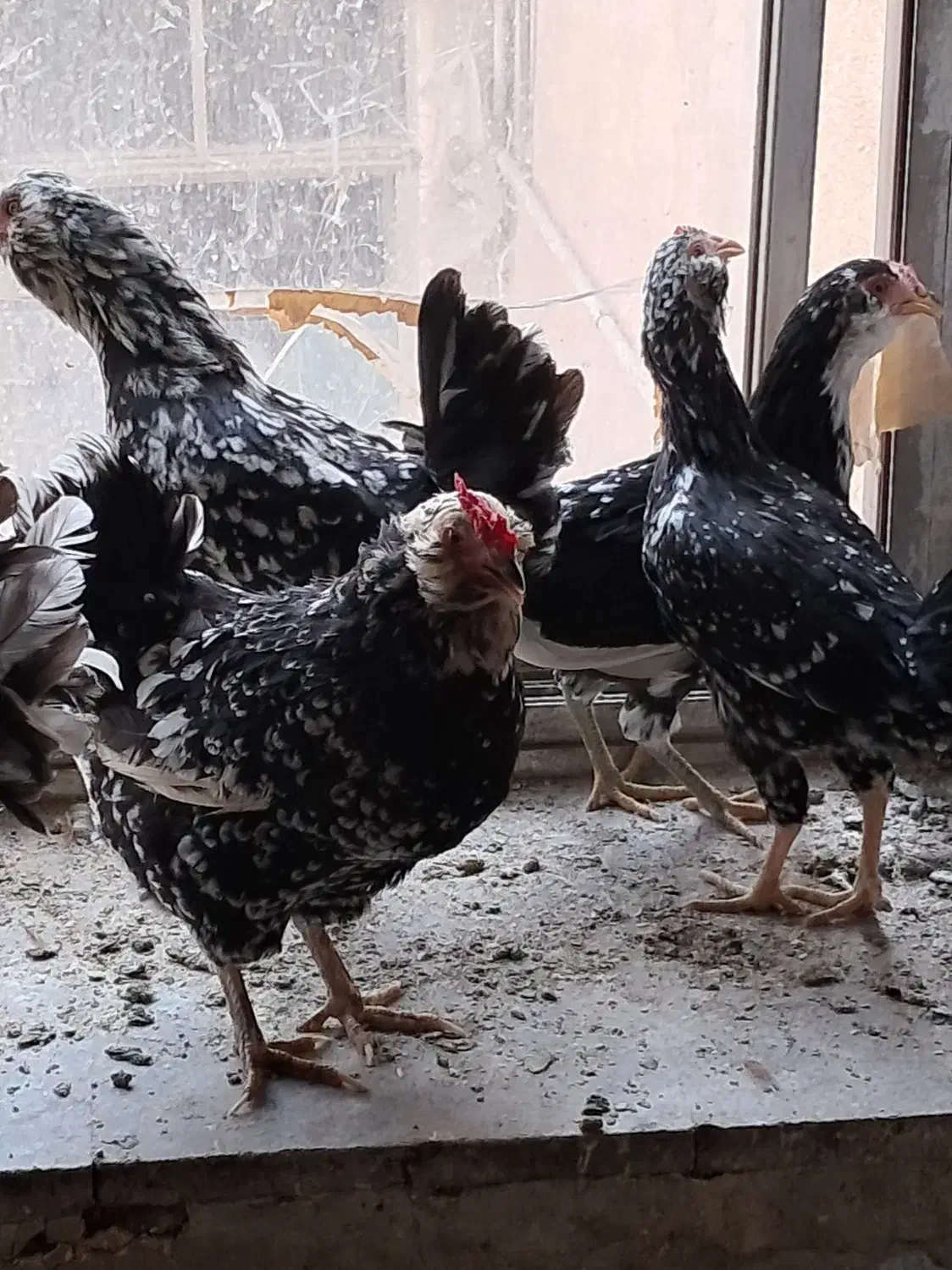 تخم مرغ گلیم|حیوانات مزرعه|تهران, سنگلج (شاپور)|دیوار