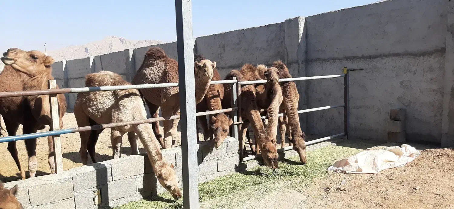 شتر برای پروار و کشتار|حیوانات مزرعه|مبارکه, |دیوار
