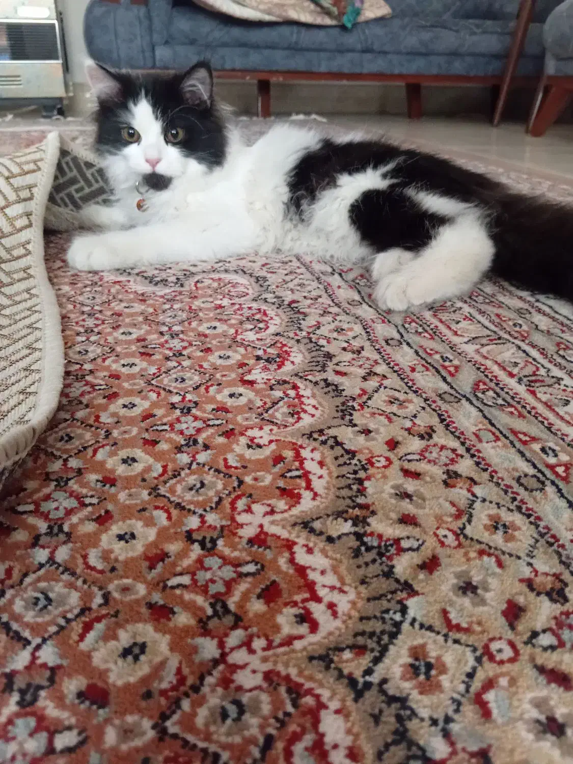 گربه|گربه|میاندوآب, |دیوار