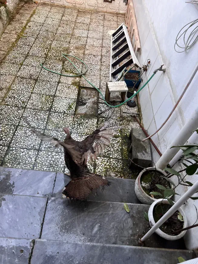 بوقلمون ماده|پرنده|رشت, آزادگان|دیوار