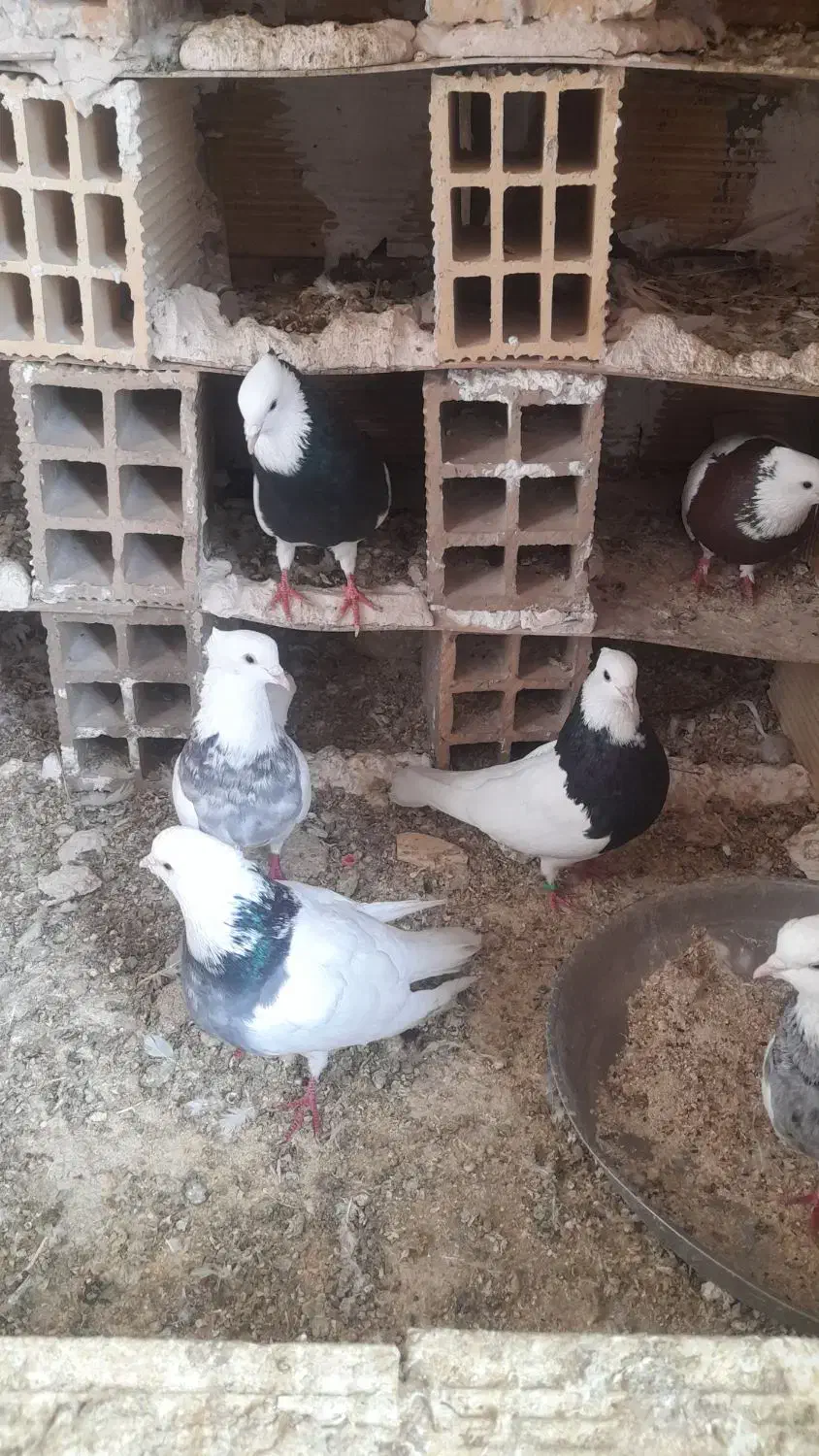 کبوتر  یا سیره|پرنده|گوآور, |دیوار