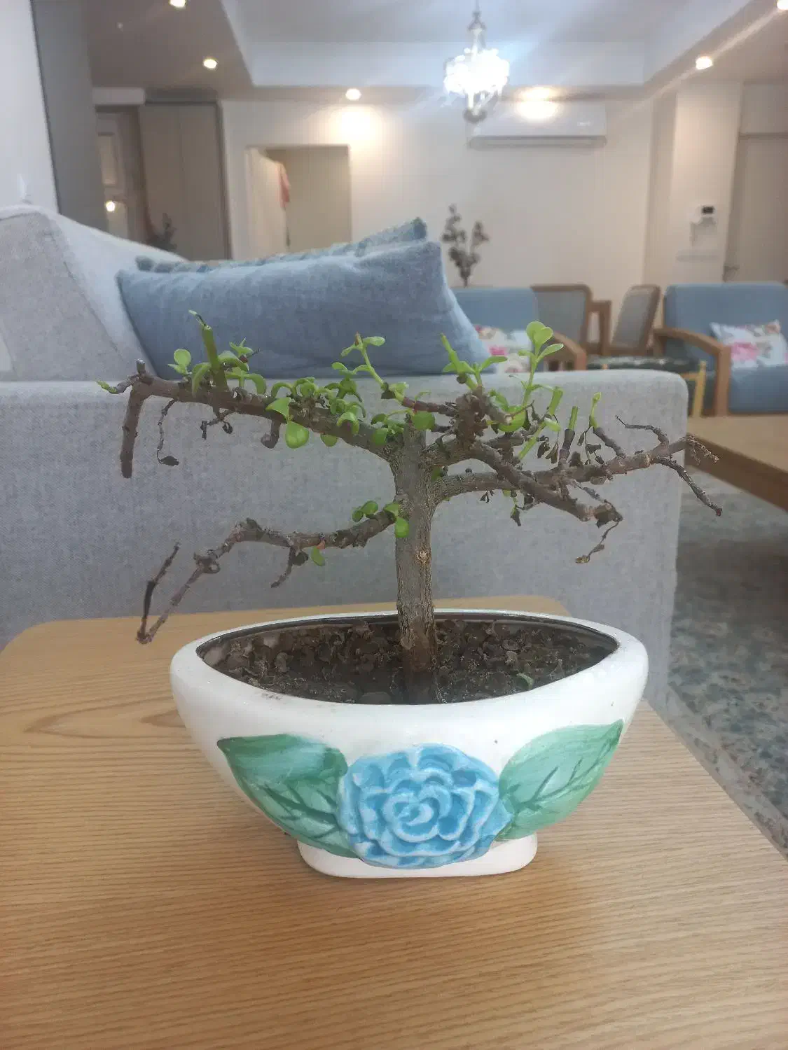 تعدادی گلدان|گل و گیاه طبیعی|تهران, حکیمیه|دیوار