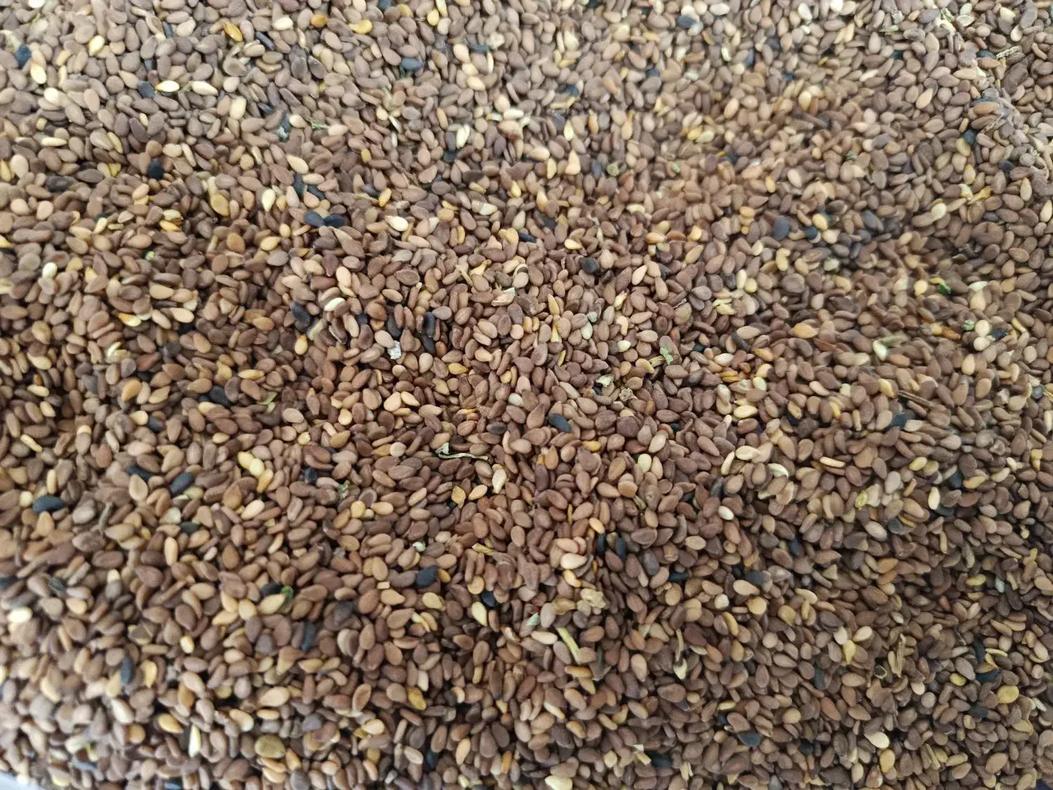 کنجد|عمدهفروشی|عطاملک, |دیوار